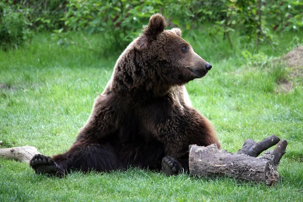 Hnědý medvěd sedící na trávě — Stock fotografie