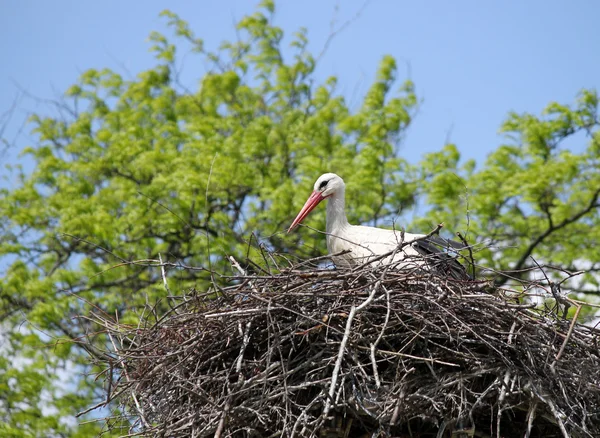 Cigogne blanche dans la nature nid — Photo