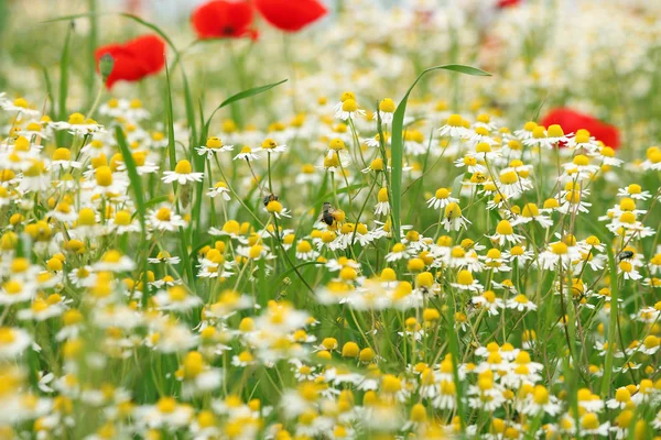 Bee op kamille bloem aard achtergrond — Stockfoto