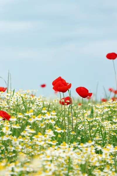 Meadow with poppy and chamomile wild flowers — Stock Photo, Image