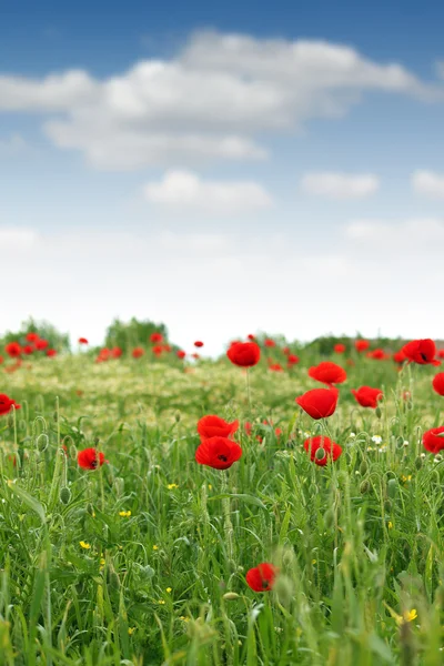 Rojo amapola flor prado primavera temporada —  Fotos de Stock