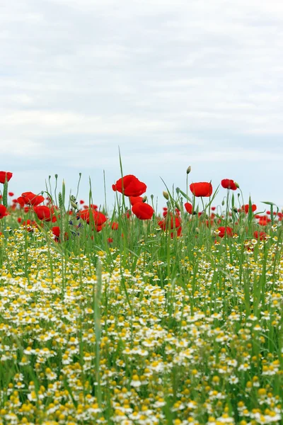 Chamomile and poppy flower field — Stock Photo, Image