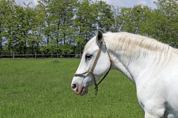 Lipizzaner häst på grönt fält porträtt — 图库照片