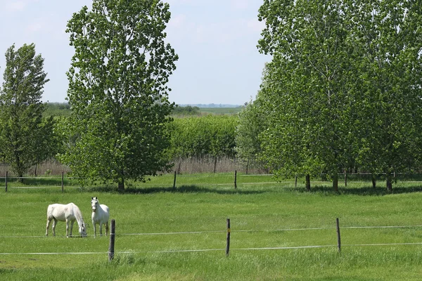 Lipizzaner horses on pasture landscape — Stock Photo, Image