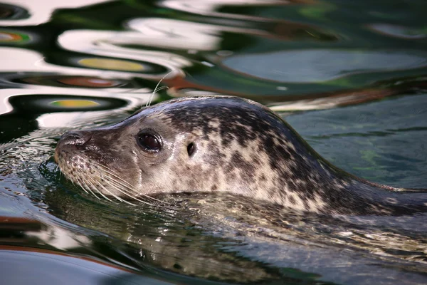 Seal swimming close up nature wildlife — Stock Photo, Image