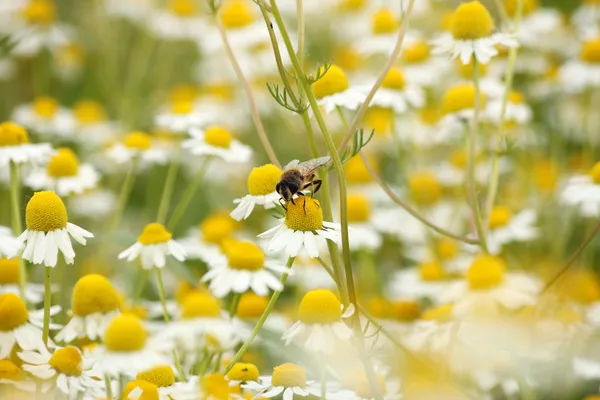 Bee on chamomile flower spring season nature background — Stock Photo, Image