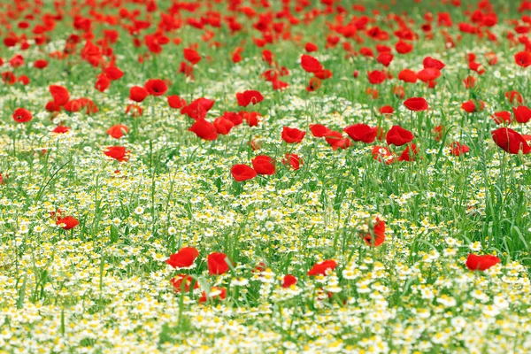 Manzanilla y amapola roja flor naturaleza fondo — Foto de Stock