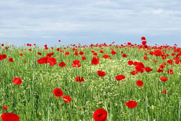 Green field red poppy flowers and blue sky — Stock Photo, Image