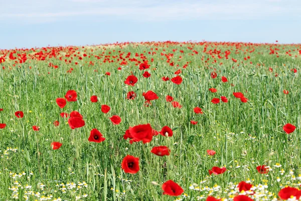 Poppy bloemen veld landschap voorjaar seizoen — Stockfoto