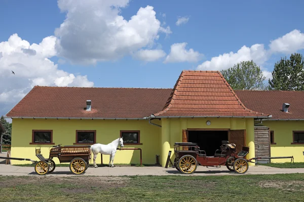 Липицанерская лошадь и экипаж на ферме — стоковое фото