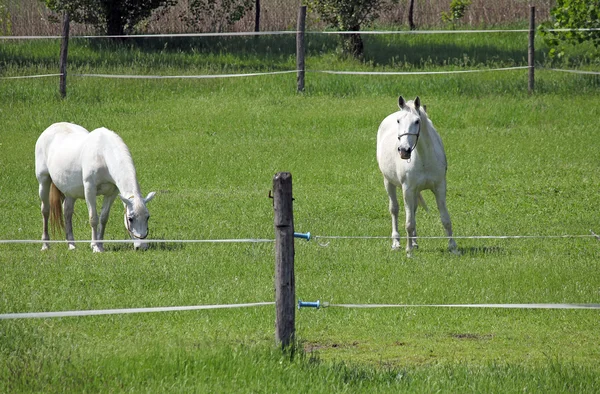 フィールド上で 2 つ lipizzaner 馬 — ストック写真