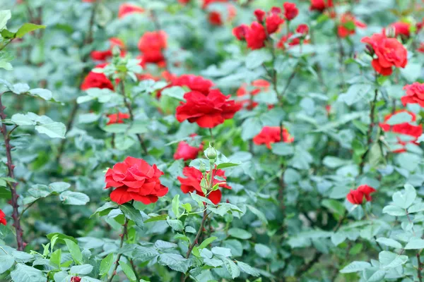 Rose rosse giardino natura sfondo — Foto Stock