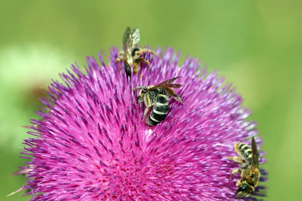 Trzy pszczoły na kwiat wiosna — Zdjęcie stockowe