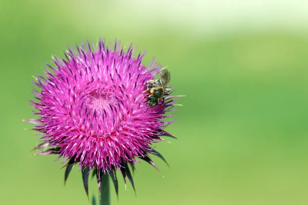 Ape su fiore stagione primaverile — Foto Stock