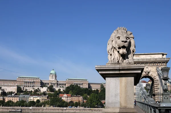 Buda замок и цепной мост льва статуя Будапешта — стоковое фото