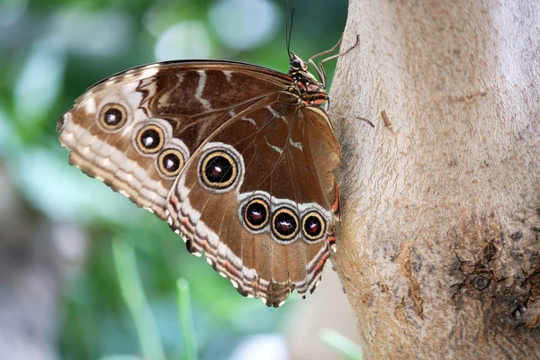 Butterfly on tree close up — Stock Photo, Image