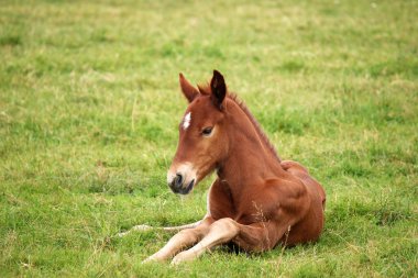 yeşil çim sahada yalan kahverengi tayı