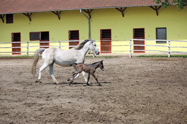 Lipizzaner cavalo e potro correndo — Fotografia de Stock