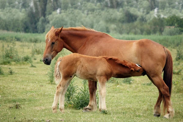 Égua e potro amamentando no campo — Fotografia de Stock