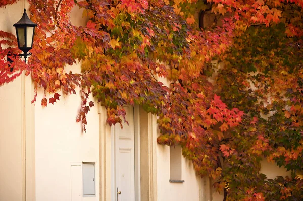 Die Wand Eines Alten Hauses Mit Bunten Schlingpflanzen Bedeckt — Stockfoto