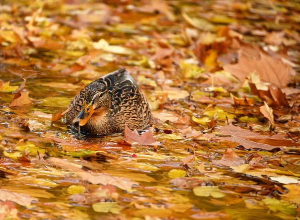 Een Eend Zwemt Een Meer Bedekt Met Herfstbladeren — Stockfoto