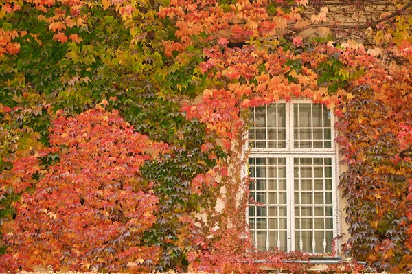Wall Window Colorful Creeper Leafs Vienna Autumn Season — Stock Photo, Image