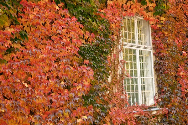 Wall Window Colorful Creeper Leafs Autumn — Stock Photo, Image