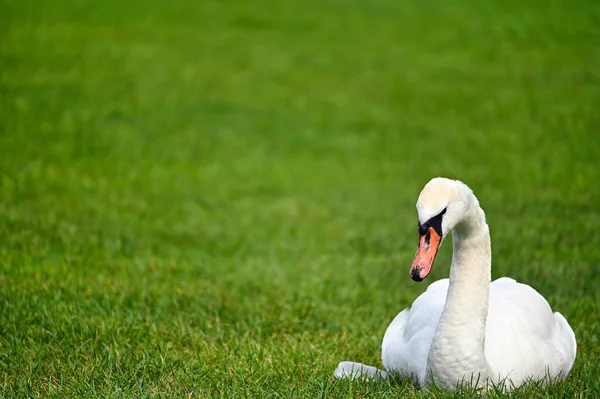 Een Witte Zwaan Ligt Het Gras — Stockfoto