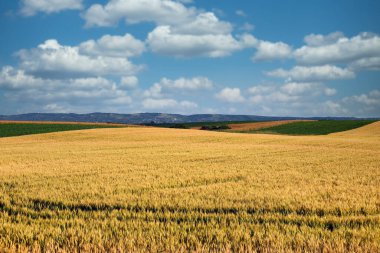 wheat fields in spring landscape