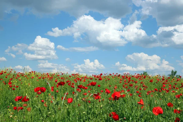 Meadow Poppies Flowers Blue Sky Springtime — Stock Photo, Image