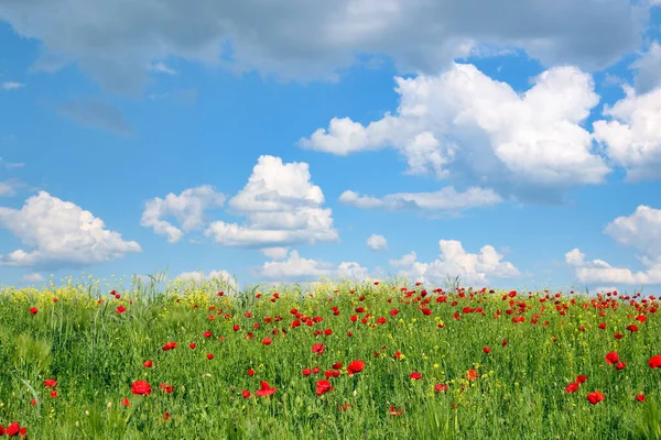 Meadow Poppies Flowers Blue Sky Landscape Springtime — Foto Stock