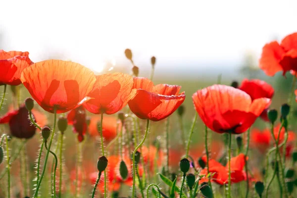 Red Poppies Flower Springtime — Stock Photo, Image