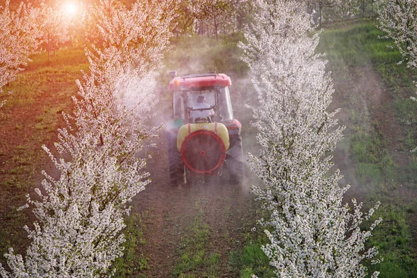 Traktor Versprüht Insektizid Kirschgarten — Stockfoto