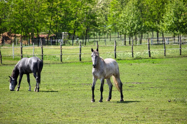 Horses Farm Spring Season — Stock Photo, Image
