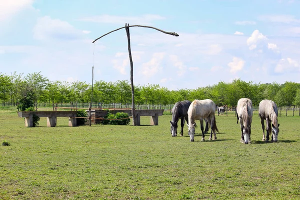 Manada Cavalos Fazenda — Fotografia de Stock