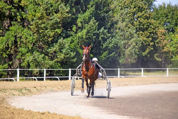 Koşum Takımı Yarış Atı Koşucusu Hipodrom Sporu Yapıyor — Stok fotoğraf