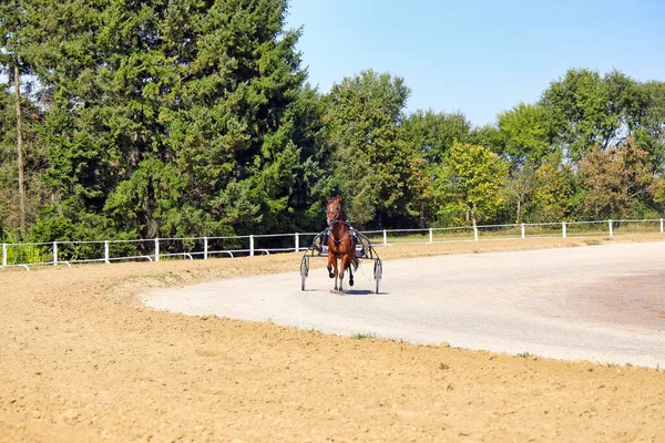 Arnés Carreras Caballo Trotter Crianza Movimiento Deporte —  Fotos de Stock