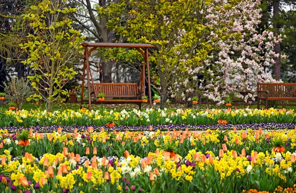 Colorful Garden Spring Flowers Vienna Austria — Stock Photo, Image