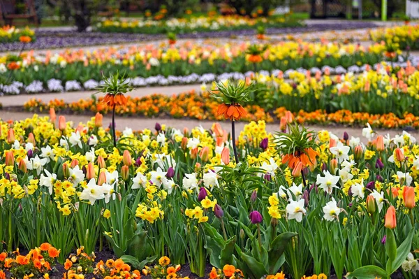 Colorful Garden Tulip Kaiser Crown Flowers Spring Season — Stock Photo, Image
