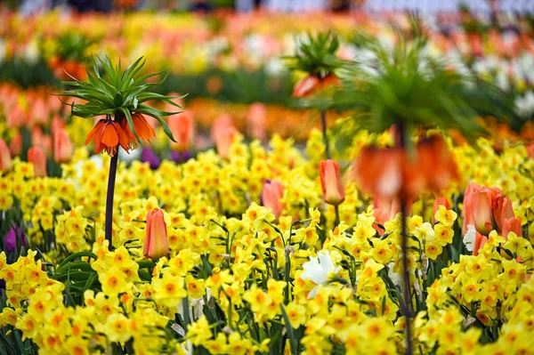 Kaiser Korona Virág Kert Tavasz Évszak Természet Háttér Stock Fotó