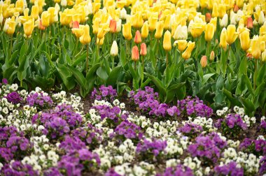 Bahar çiçekleriyle dolu renkli bir bahçe 