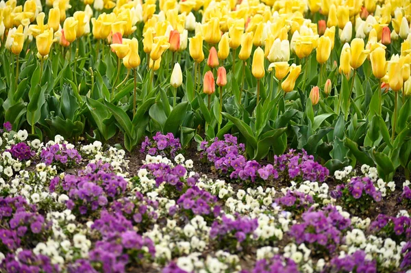 Bahar çiçekleriyle dolu renkli bir bahçe 