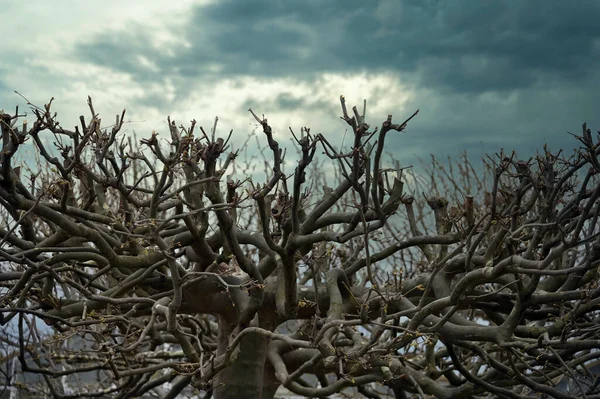 Ağaç Dalları Ayrıntılı Doğa Arkaplanı — Stok fotoğraf