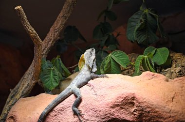 Fırfırlı kertenkele taştan bir yaban hayatı üzerinde duruyor.