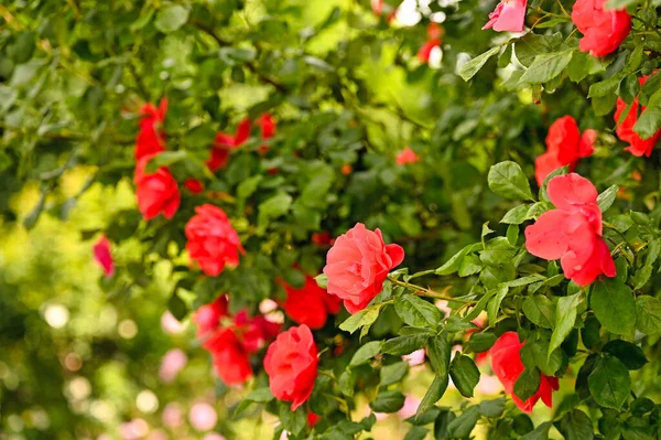 Czerwone Róże Volksgarten Wiedeń Sezon Wiosenny — Zdjęcie stockowe
