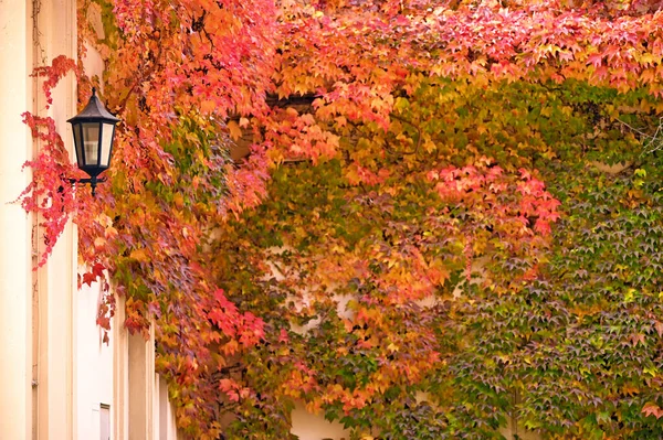 Wall Lantern Colorful Creeper Leafs Autumn Season — Foto de Stock