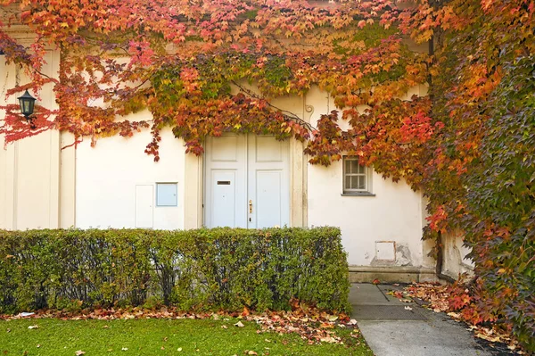 Wall Old House Covered Colorful Creeper Leafs Autumn Season — Foto de Stock