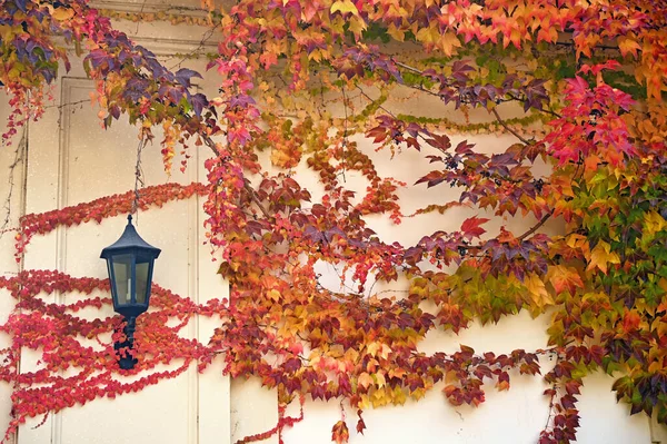 Wall Covered Colorful Creeper Leafs Autumn Season — Stock Photo, Image