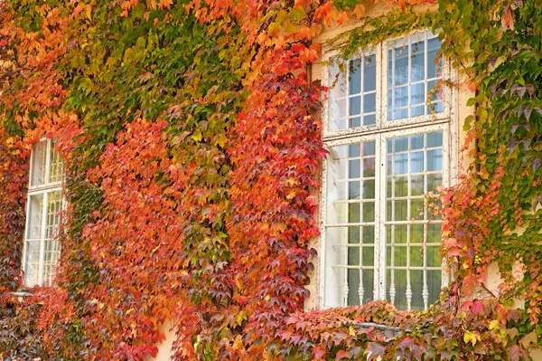 wall with wooden windows and colorful creeper leafs autumn season
