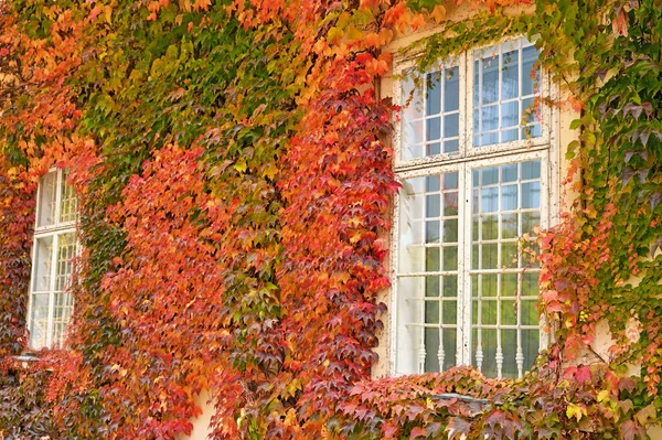 Wall Wooden Windows Colorful Creeper Leafs Autumn Season — Foto de Stock